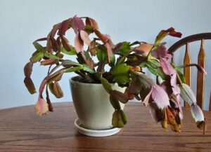 Thanksgiving cactus dying