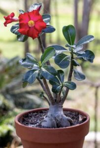 The desert rose plant