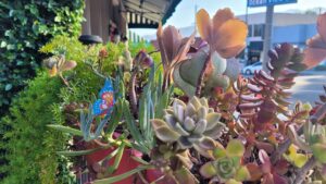 Succulents in humid climates
