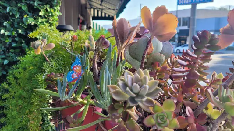 Succulents in humid climates