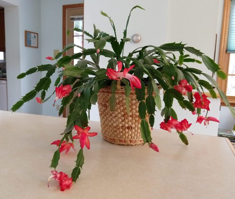 Thanksgiving cactus in bloom
