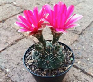 The Dwarf Chin Cactus