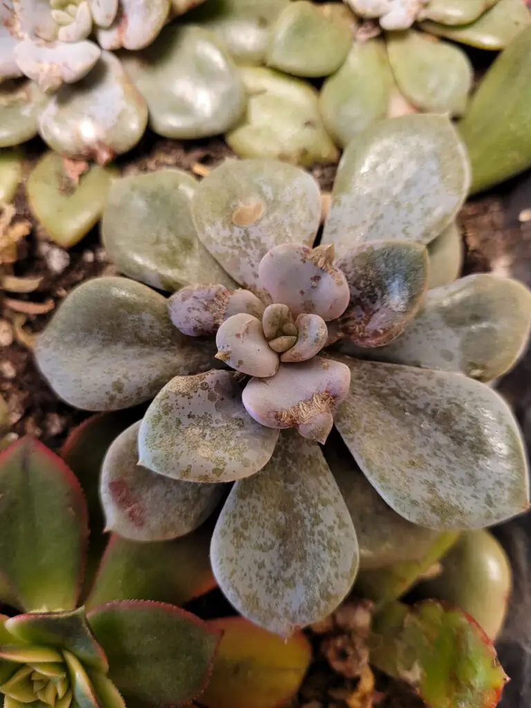 Succulent fungal infection