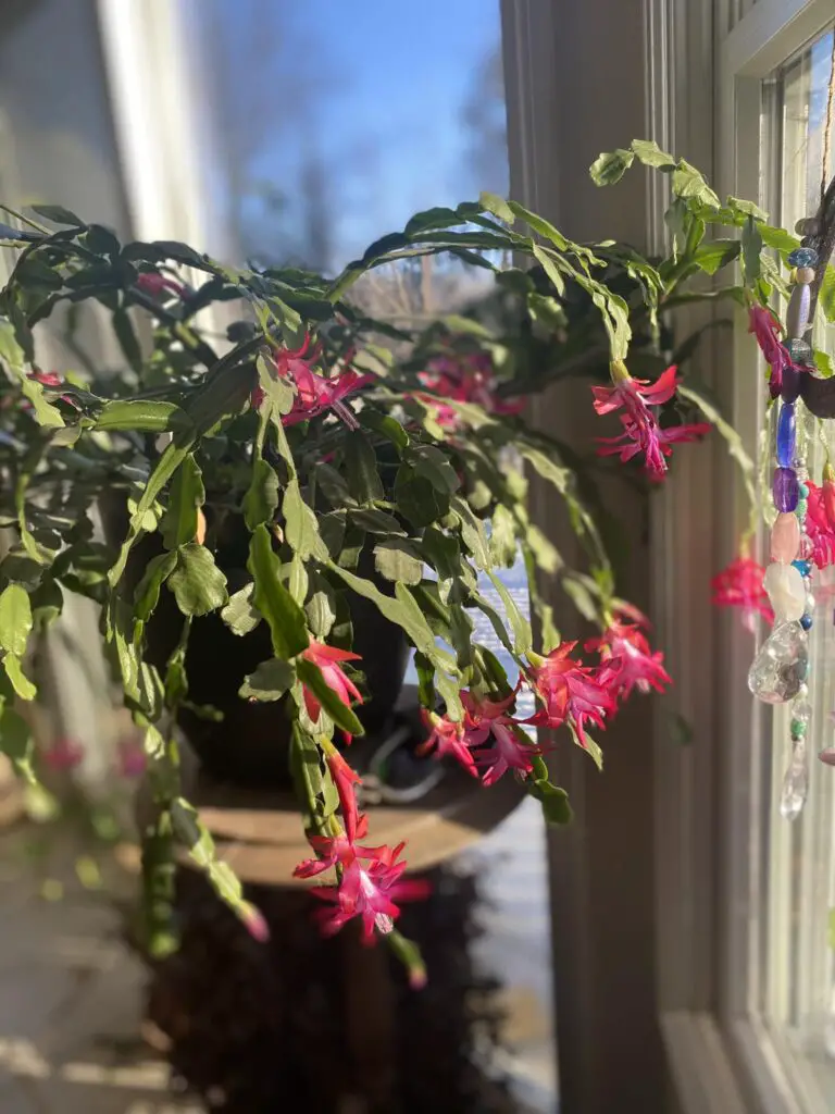 Christmas cactus in bloom