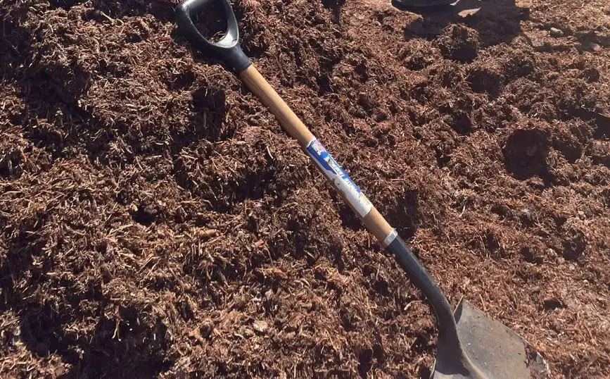 Fresh mushroom compost