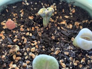 Dangers of using mushroom compost on succulents