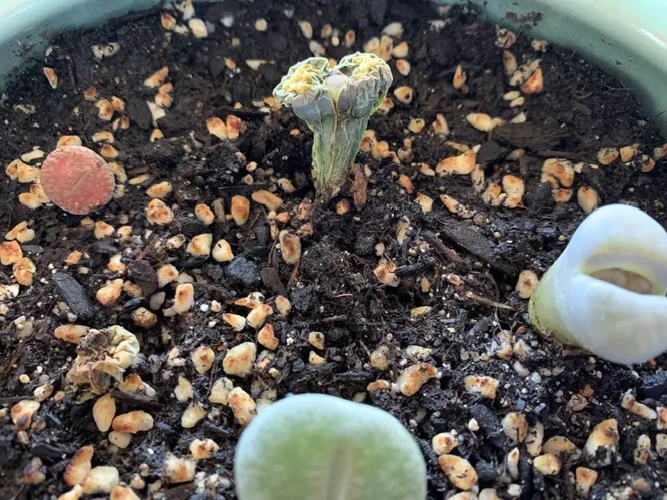 Mushroom compost for succulents