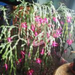 Christmas cactus summer care