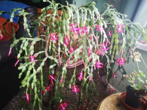 Christmas cactus summer care