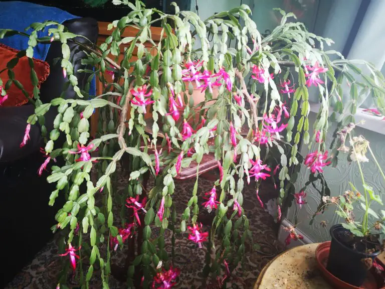 Christmas cactus summer care