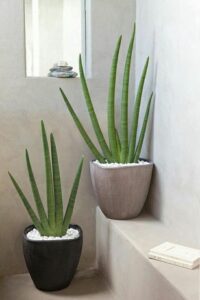 Cylindrical snake plant