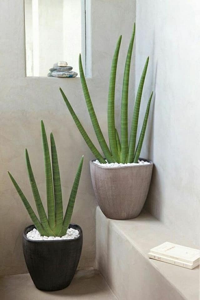 Cylindrical snake plant