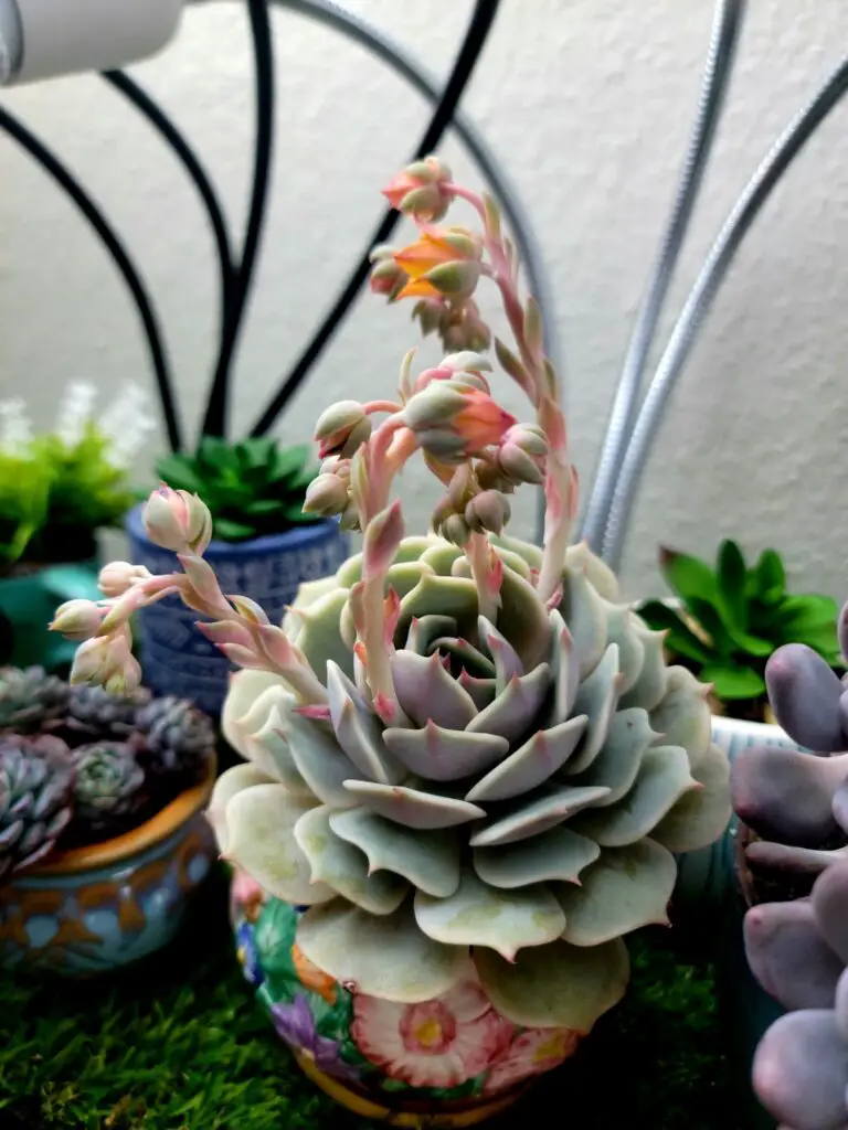 Get Echeveria Lola to bloom