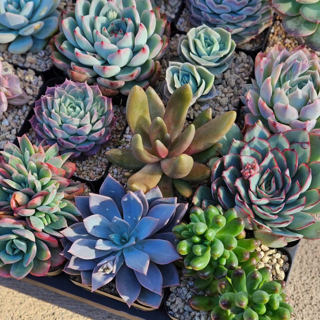 Summer vs Winter succulents care