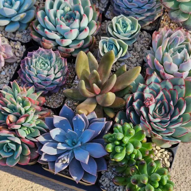 Summer vs Winter succulent care