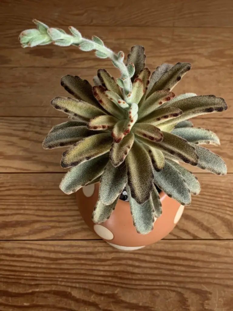 The panda plant indoor care