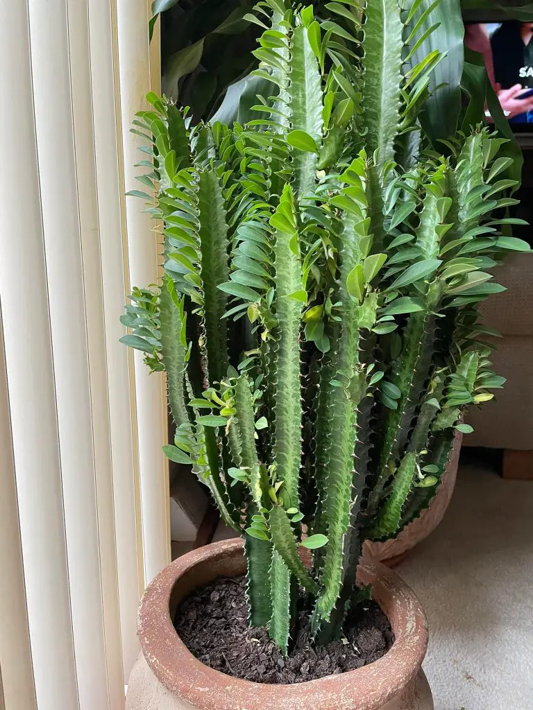 African Milk Tree