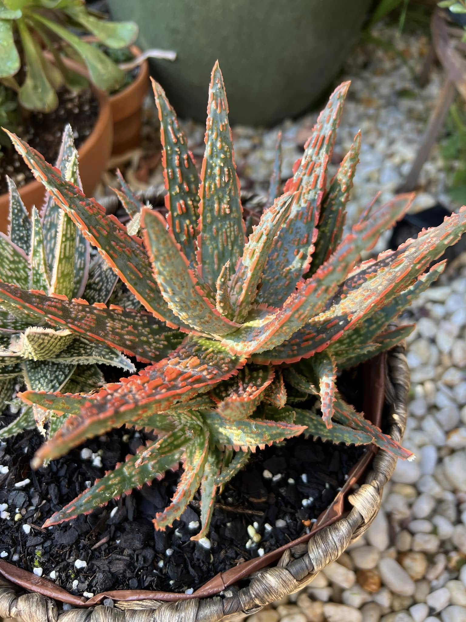 ALOE VERA PLANT CARE IN WINTER visual data 8