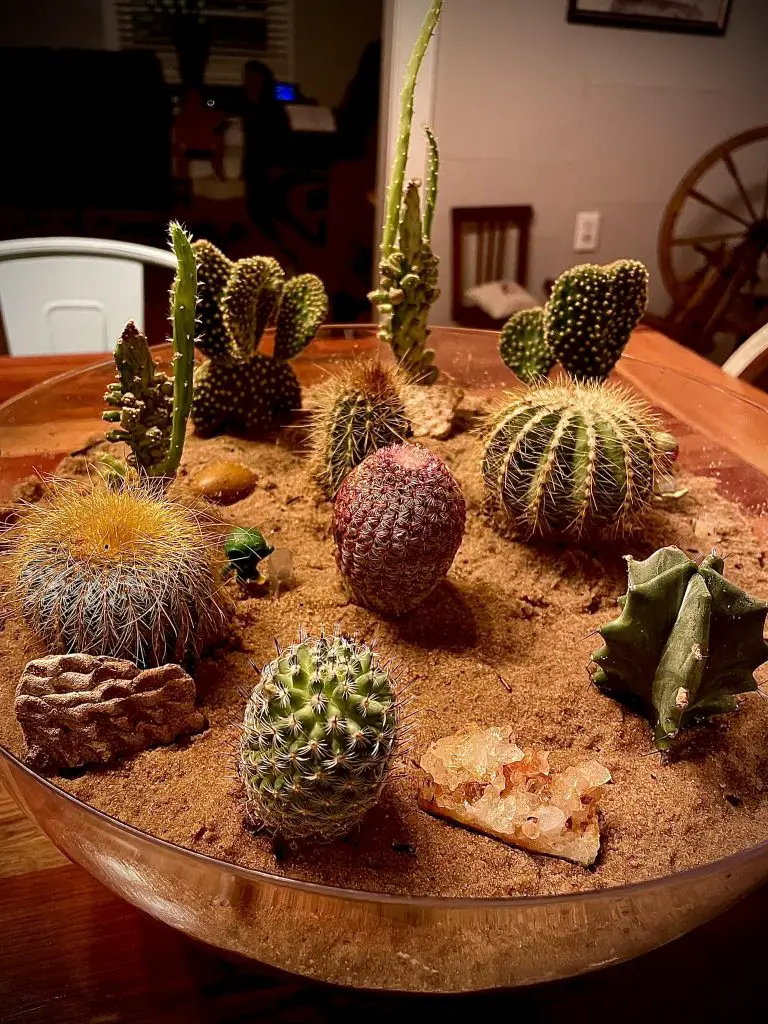 Open cactus terrarium
