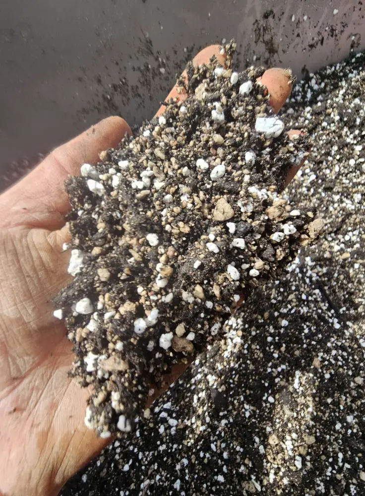 Perfect cactus soil mix
