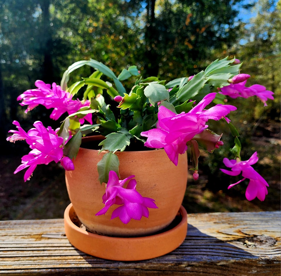 Thanksgiving cactus in a terracotta pot