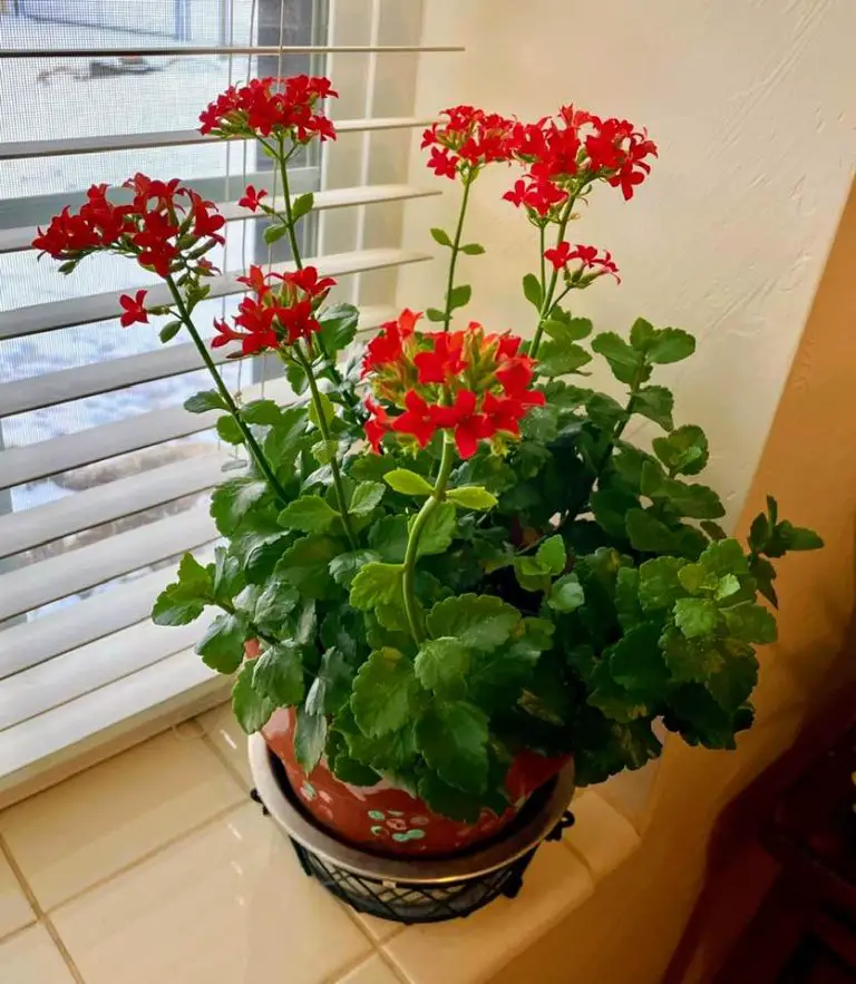 Flaming Katy bushy growth