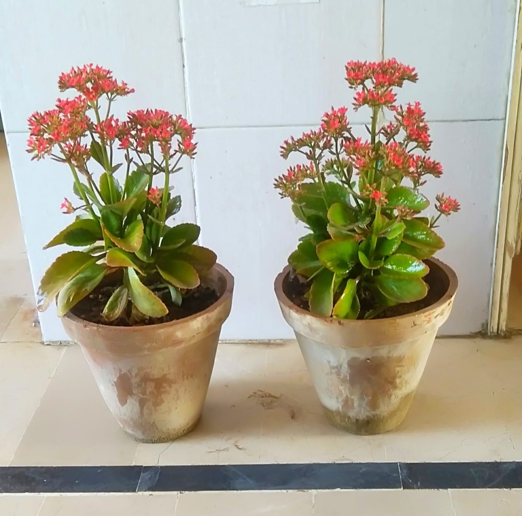 Overwatered Florist Kalanchoe