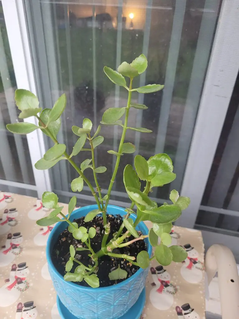 Florist kalanchoe pests