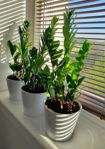 Growing ZZ plant indoors
