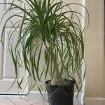 Tips for growing ponytail palm indoors