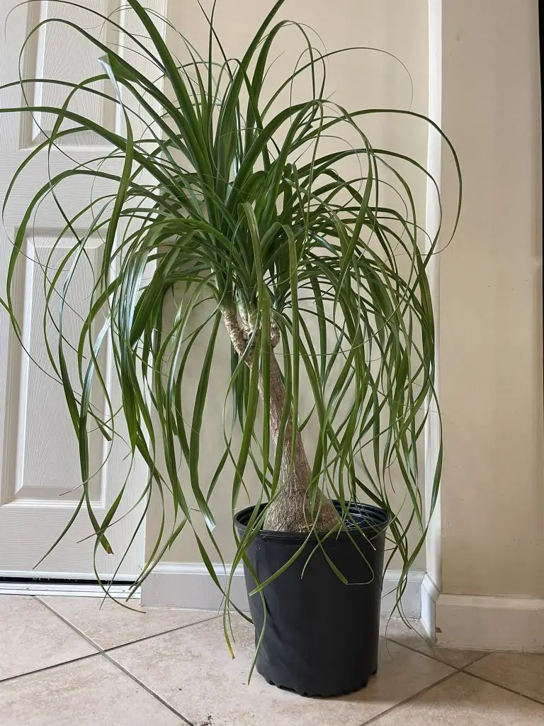Tips for growing ponytail palm indoors