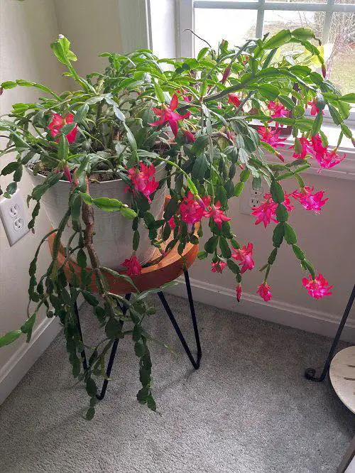 Christmas cactus in bloom