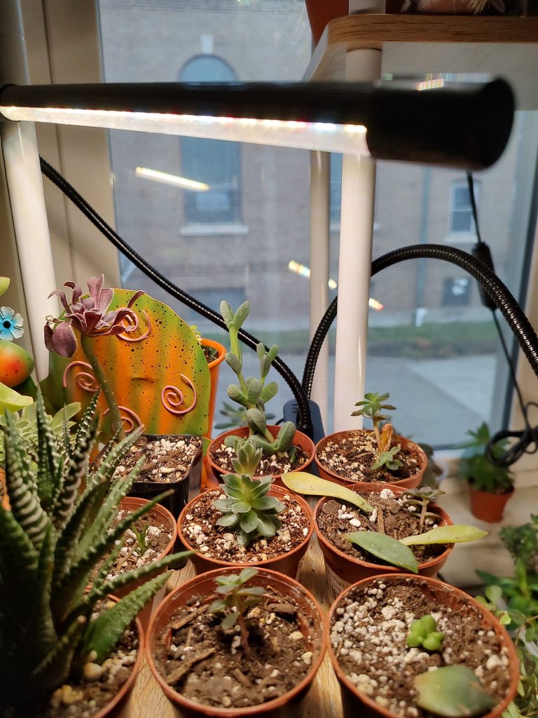 LED succulent grow light