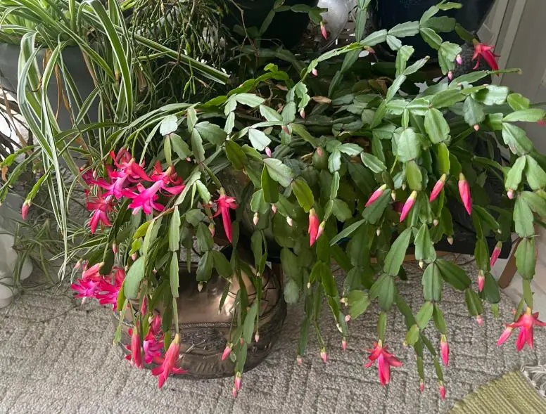 Buying Christmas cactus