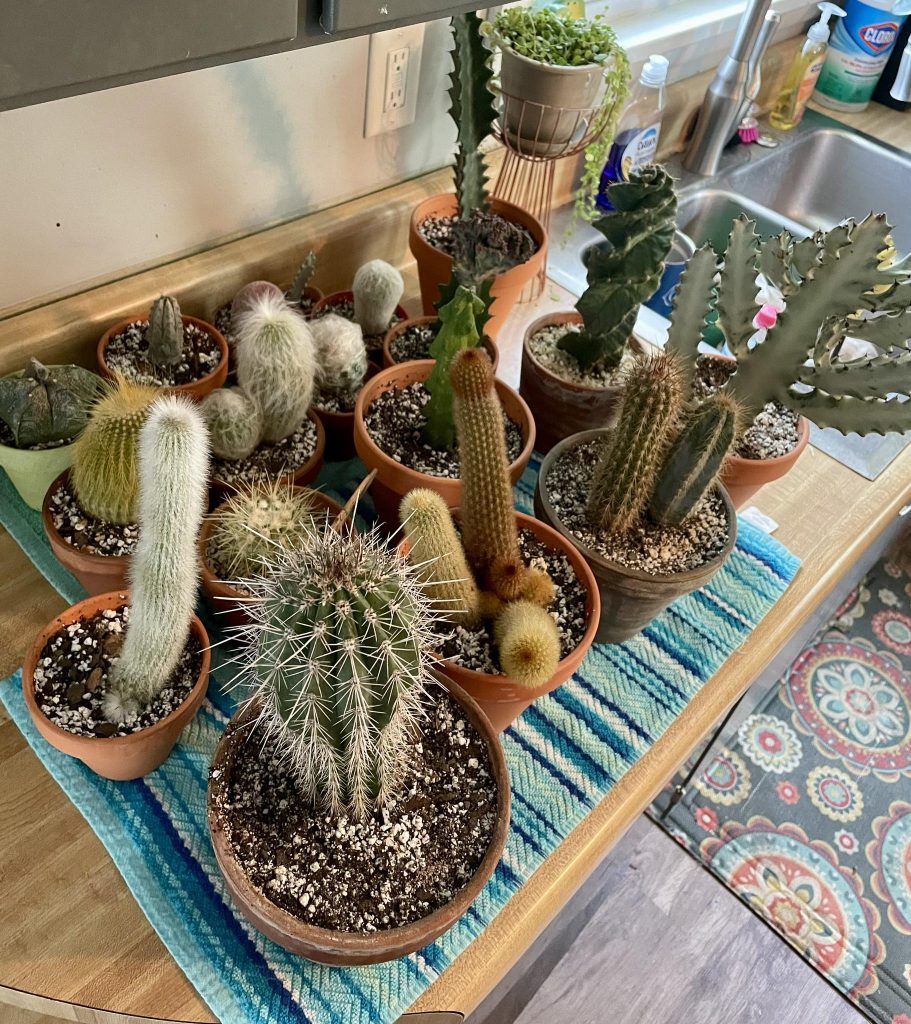 Cactus winter dormancy