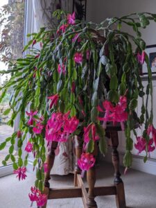 True Christmas cactus
