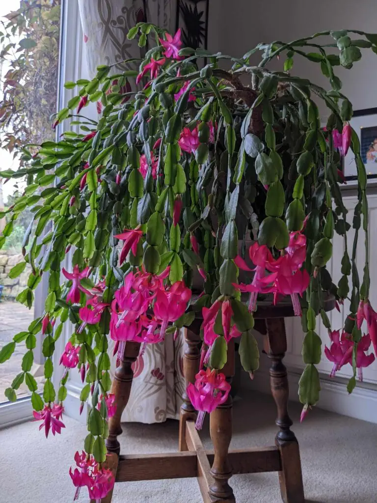 True Christmas cactus