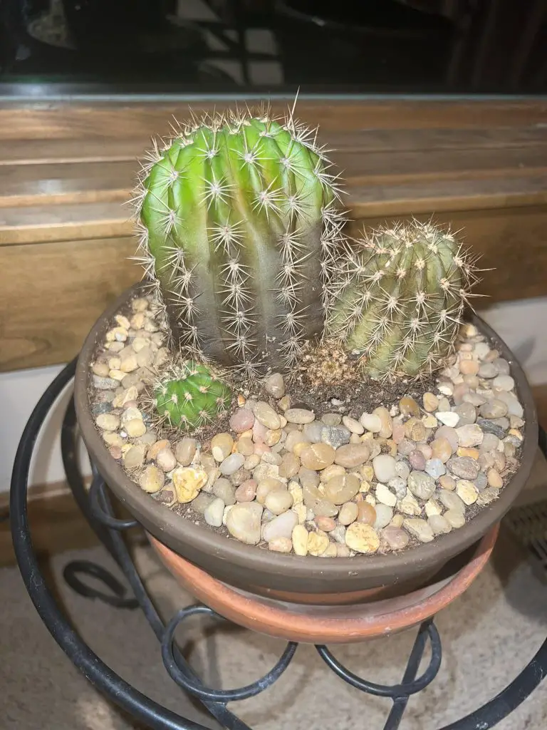 Overwatered cactus