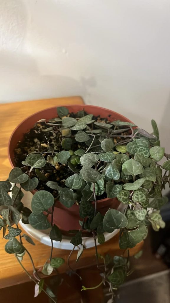 Overwatered string of hearts