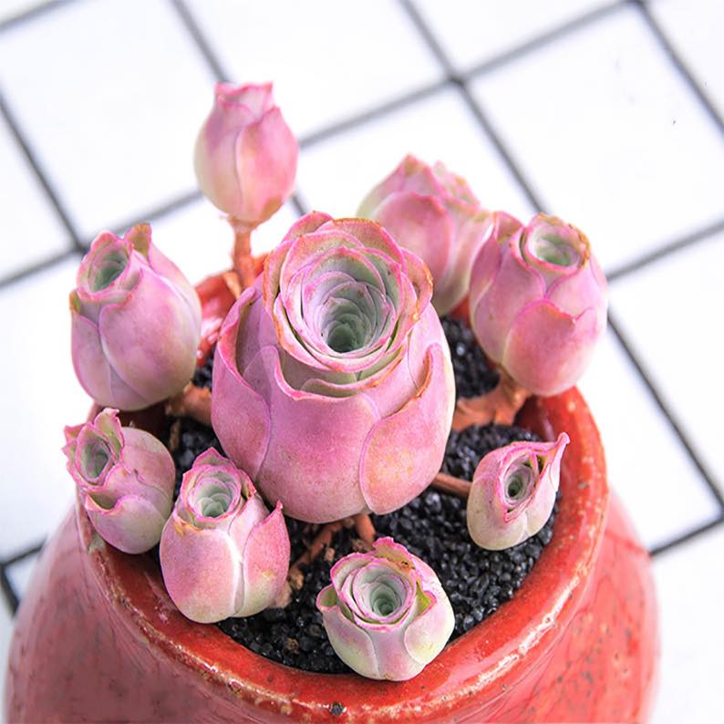 Pink Mountain Rose Succulent