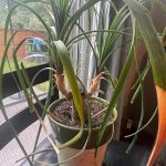 Ponytail palm leaves turning yellow