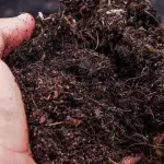 Ideal compost for compost tea
