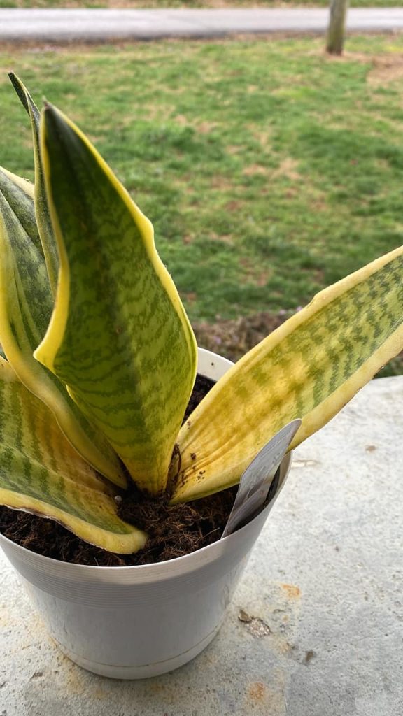 Snake plant leaves turning yellow
