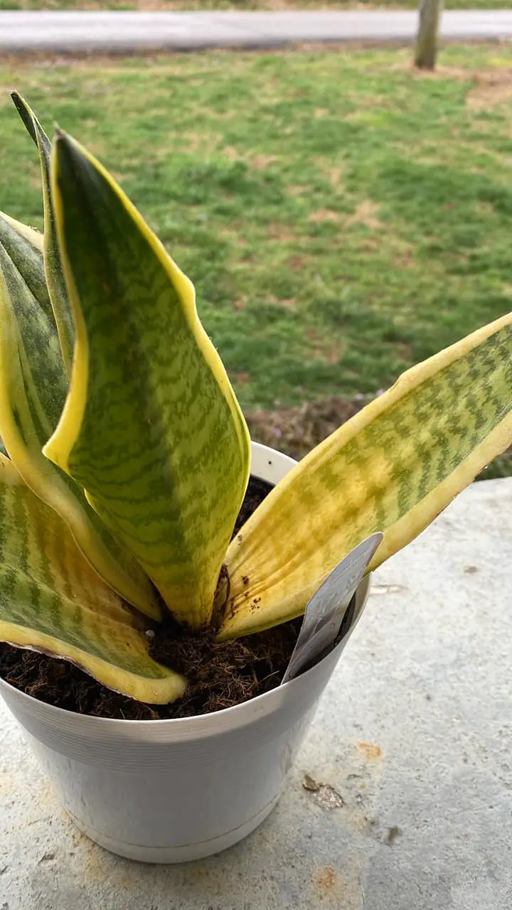 Snake plant leaves turning yellow