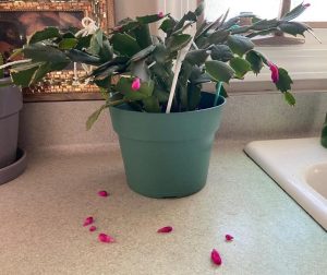 Thanksgiving cactus buds drop