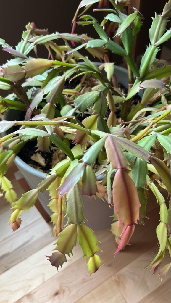Thanksgiving cactus turning purple
