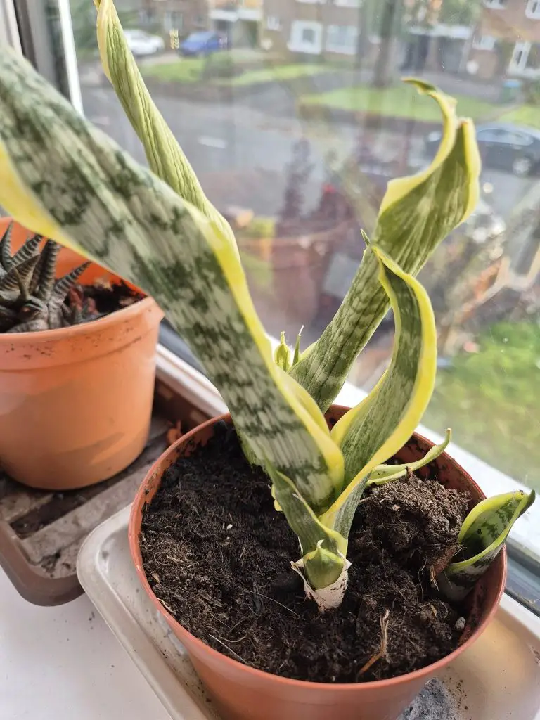 Underwatered snake plant