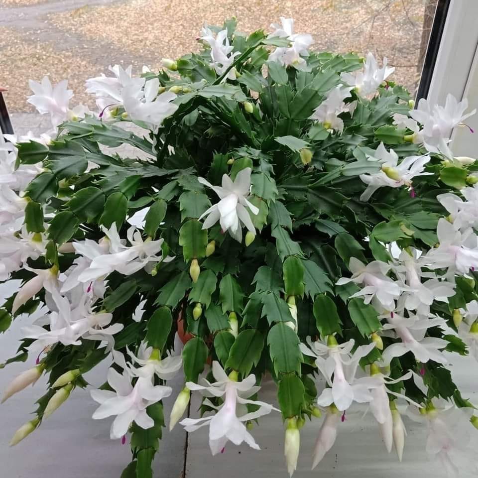 White Thanksgiving cactus