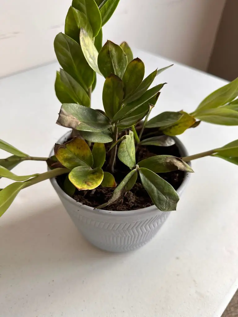 ZZ plant root rot