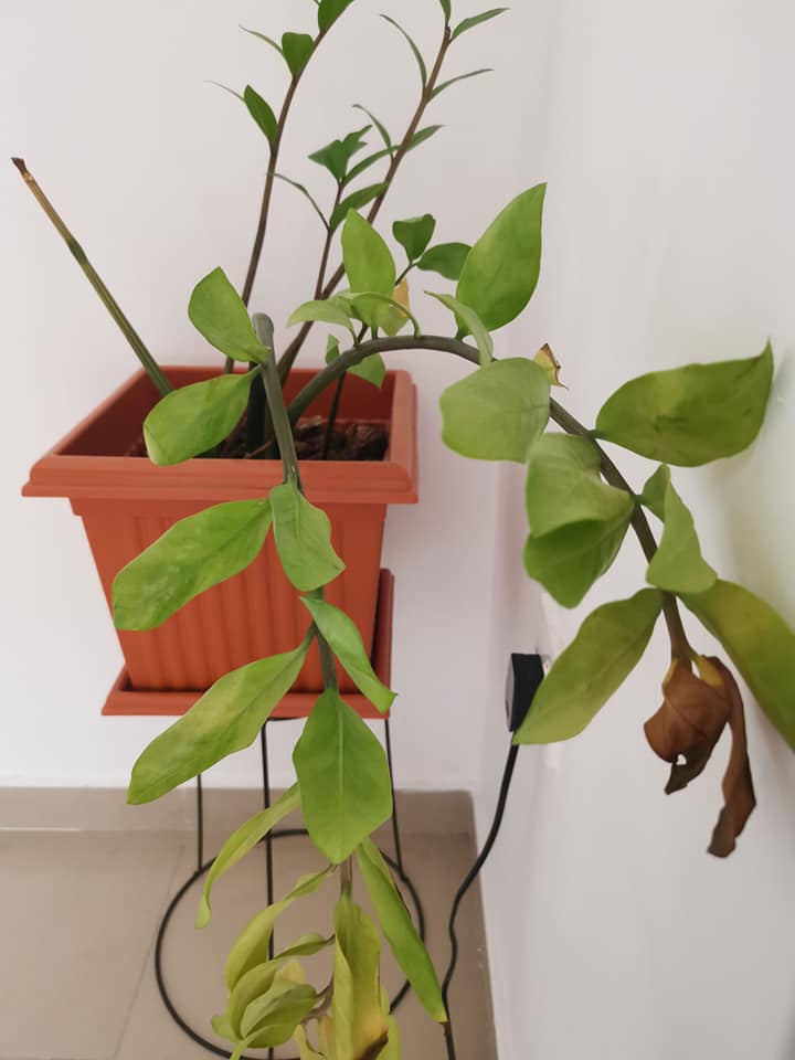 Common ZZ plant problems